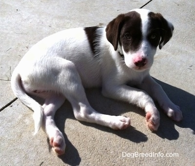 The right side of a white with brown Puppy that is laying down on concrete