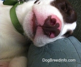 Close Up - A white with brown puppy is sleeping on a couch arm with nose as the focal point