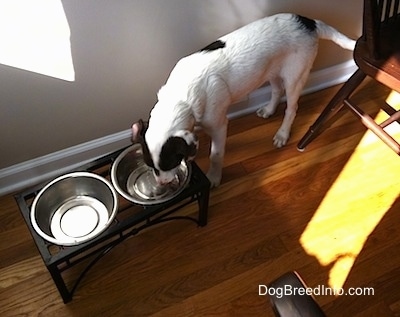 A white with brown puppy is eating out of a dog bowl