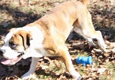 Side view - A brown brindle with white Olde English Bulldogge is running across a lawn in a grassy yard with brown fallen leaves all over it. There is a blue fire hydrant squeeky toy under it.