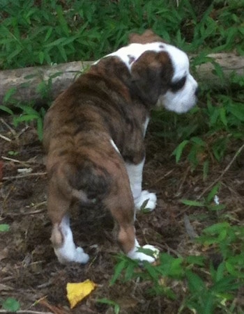The back of a brown brindle with white Olde English Bulldogge puppy standing in front of a large stick looking to the right.