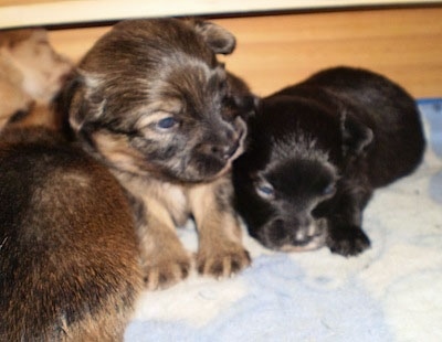 Close up - Three Paperian puppies are sitting and laying next to each other on a blanket. Two are brown with black and the third is black.