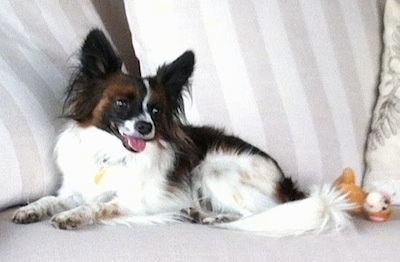 Side view - A white with brown and black Papillon is laying across a couch in front of a couple of white and tan striped pillows. There is an orange plush monkey toy behind it. Its mouth is open and tongue is out and it is looking to the left.