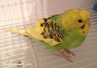 Close up - A green with yellow and black parakeet is standing on wire floor of its cage and it is puffed up.