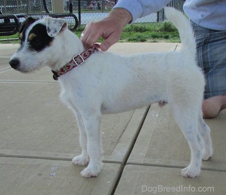 Left Profile - A white with black Parson Russell Terrier dog is standing on a concrete surface and behind it is a person kneeling down and holding its red and gray collar.