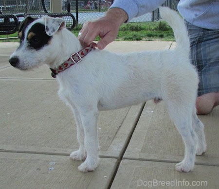 russell terrier black and white