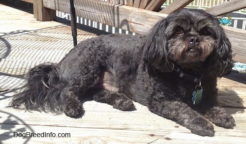 pekingese cross poodle