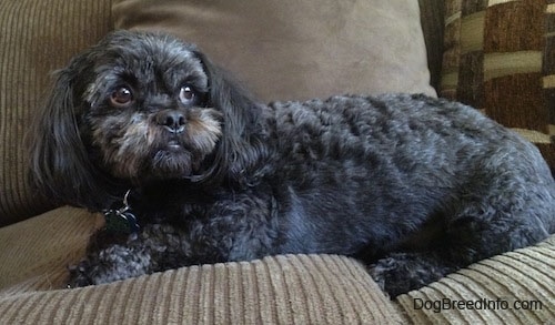 Side view - A wavy-coated, black with grey and tan Peek-a-poo is laying across a tan couch looking to the right.