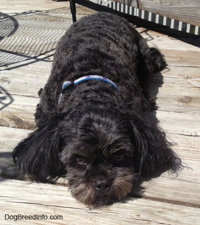 A wavy-coated, black with grey and tan Peek-a-poo is laying down in the sun on a wooden deck and it is looking forward. Its hair is groomed short and it has longer fur on its ears.
