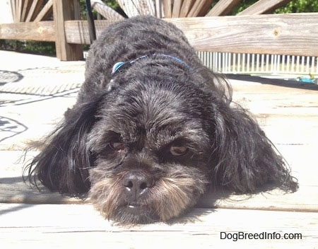 Close up front view - A black with grey and tan Peek-a-poo is laying down in the sun on a wooden deck and it is looking forward.