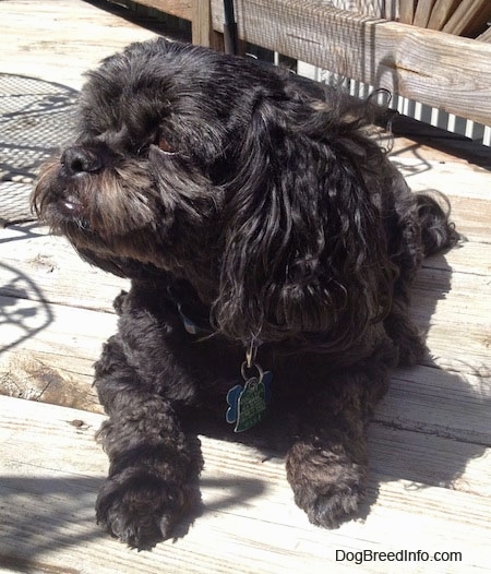 A black with grey and tan Peek-a-poo is laying on a wooden porch and it is looking to the left.