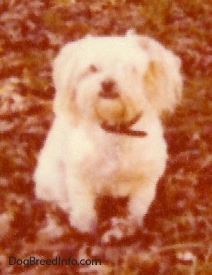 A white Peke-A-Poo is standing on grass and it is looking forward. It has hair covering its right eye.