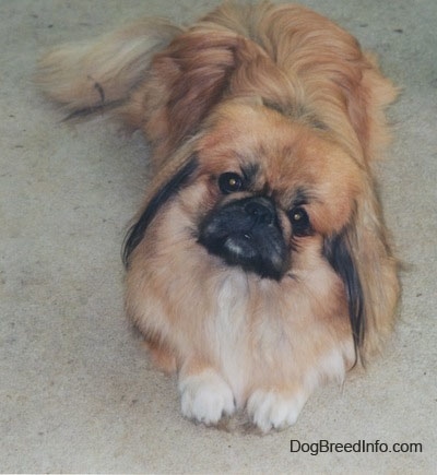 Pekingese Growth Chart