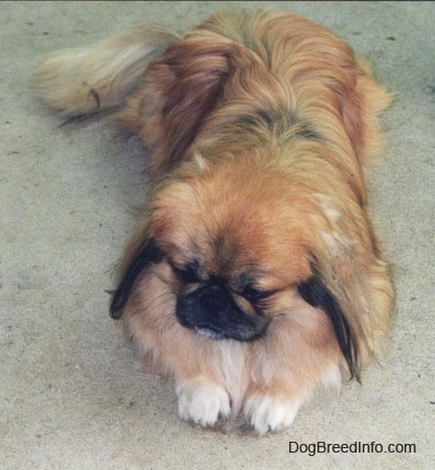 A long-haired, tan and brown with white and black Pekingese is laying on a floor and it is looking to the left and down.