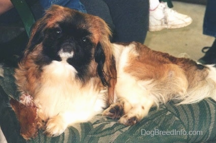 A white with brown and black Pekingese is laying on top of a couch and it is looking up. There are people sitting on another couch behind it. It has long hair on its ears.