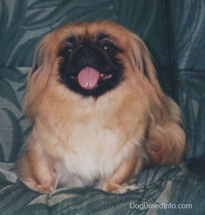 Front view - A brown with white and black Pekingese is sitting on a couch and it is looking up. Its mouth is open and tongue is out.