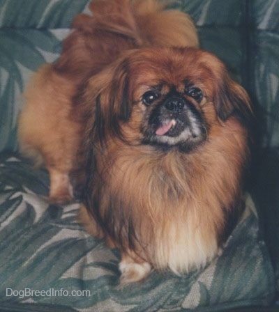A brown with white and black Pekingese is standing on a couch and it is looking up. Its tongue is on the side of its mouth.