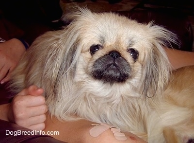 Close up front view - A tan with white and black Pekingese is laying in a persons legs looking forward.
