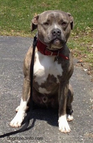 A blue-nose brindle Pit Bull Terrier is sitting on a blacktop and it is looking forward.