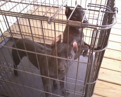 Two black Pocket Pitbull dogs are in a dog crate together.