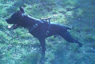 The side of a black Pocket Pitbull dog standing on grass looking to the left. Its mouth is open and tongue is out. It is wearing a black leash and harness and the dog is pulling forward. It has cropped ears.