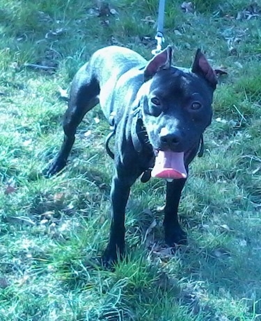 Front view - A panting, black Pocket Pitbull dog is standing in grass looking forward. It has cropped ears that stand up to a point and its large tongue is out and curled at the end.