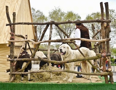 A white Polish Tatra Sheepdog is standing on a platform that is barricaded by a stick fence. There are goats and a person standing in the enclosure.