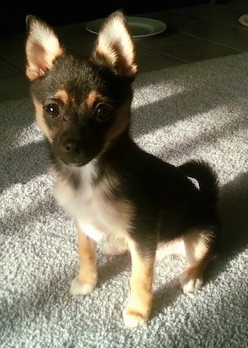 Front view - A shorthaired, black with tan Pom Terrier puppy is sitting on a tan carpet and it is looking forward.