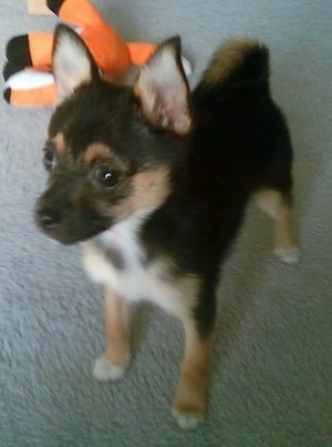 A black with tan Pom Terrier puppy is standing across a carpet and it is looking to the left. There is an orange plush toy behind it.