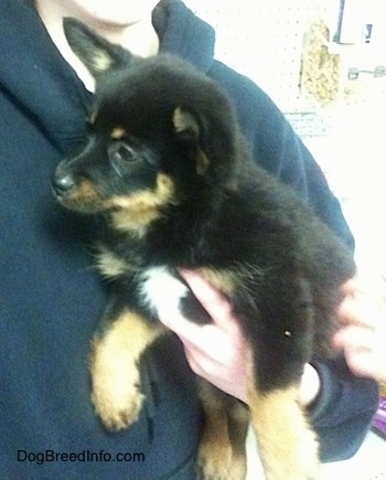 Close up - A black with tan Pomchi puppy is being held against a persons chest and it is looking up and to the left.