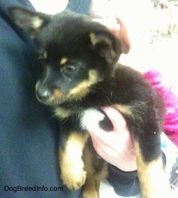 A black with tan and white Pomchi puppy is being held against a persons chest. The puppy is looking down and to the left.
