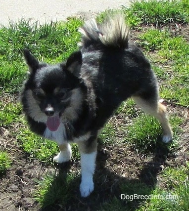 A tricolor black with white and tan Pomchi is standing in grass and looking forward. Its mouth is open and tongue is out.