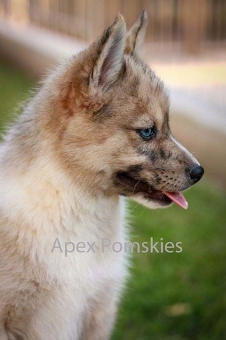 Right profile head and upper body shot - A blue-eyed, tan with black and white Pomsky puppy is sitting in grass looking to the right. Its mouth is open and tongue is out. The words - Apex Pomskies - are overlayed.