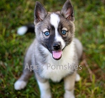 Close up view from the front looking down at the dog - A happy, perk-eared, blue-eyed, grey and white with tan and black Pomsky puppy sitting on grass looking up. Its mouth is open and tongue is out. The words - Apex Pomskies - are overlayed.