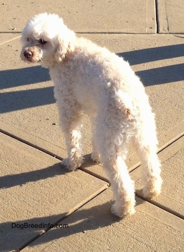 View from the back - A white Miniature Poodle is standing on a concrete surface and it is looking to the left.
