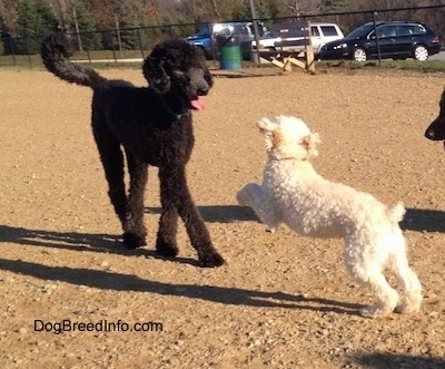 different kinds of poodle