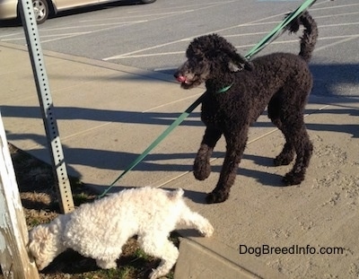 A tall black Standard Poodle is standing on a sidewalk and there is a smaller white Miniature Poodle sniffing the side of a wooden beam.