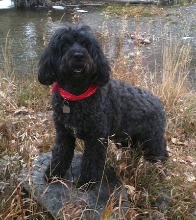 how much portuguese water dog