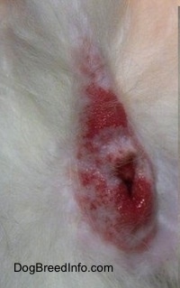 Close Up - A bloody red inflamed dog anus on a white dog