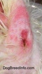 A dog anus with pink patches on it