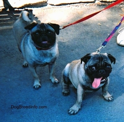 A tan with black Pug is standing on a stone surface and next to it is a sitting tan with black Pug with its tongue out. The sitting Pugs tongue is hanging out of the left side of its mouth.