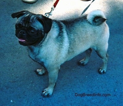 Side view - A tan with black Pug is standing on a concrete surface and they are looking to the left. Its mouth is open and its tongue is coming out a little bit.