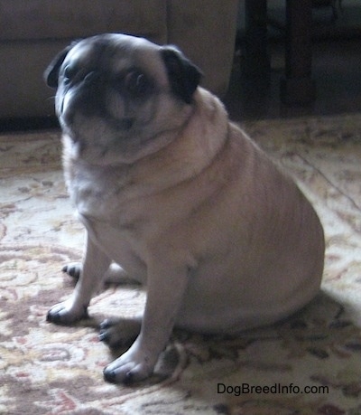 The left side of a tan with black Pug that is sitting on a rug looking at the camera.