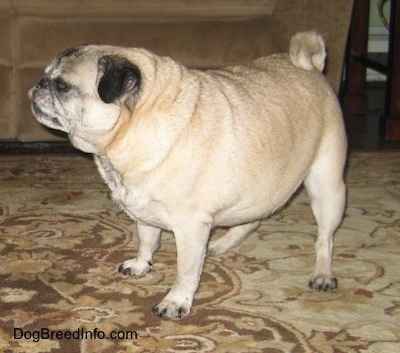 The front right side of a fat, graying tan with black Pug that is standing on a rug and it is looking to the right.