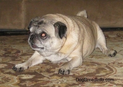 Front side view - A tan with black Pug is laying out on a rug and it is looking to the left. The dog is looking playful.
