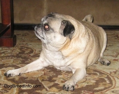 A graying tan with black Pug is laying out on a rug and it is looking up and to the left.