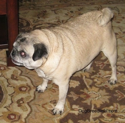 Front side view - A graying tan with black Pug is standing across a rug and it is looking to the left.