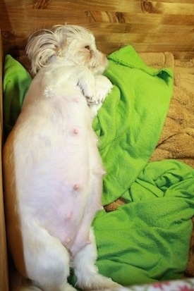 how can you tell if a shih tzu is pregnant