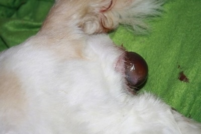 The first puppy is presenting itself