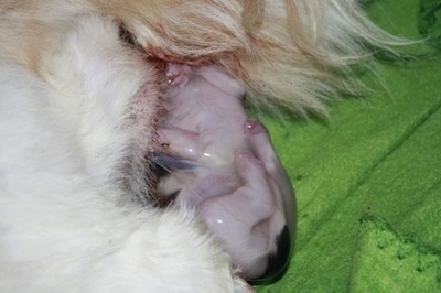 how can you tell if a shih tzu is pregnant